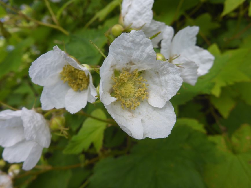 Große Blüten an den Himbeeren