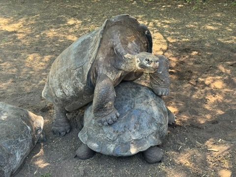 Isabela (Galápagos)
