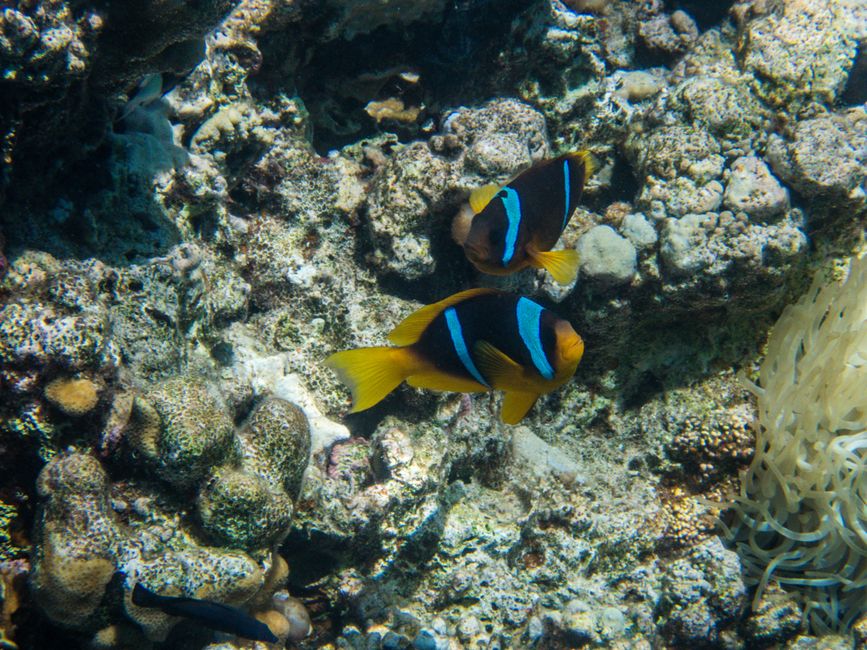 Poisson Anémone de la mer Rouge