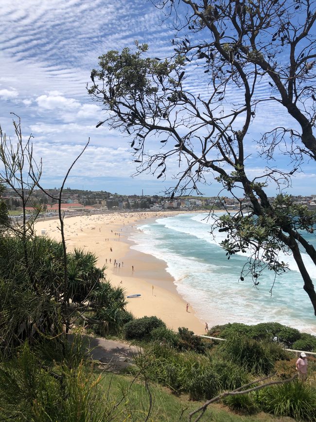 Con il Bus No 333 per Bondi Beach ...