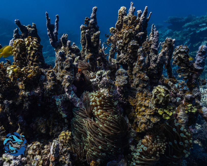 Snorkeling