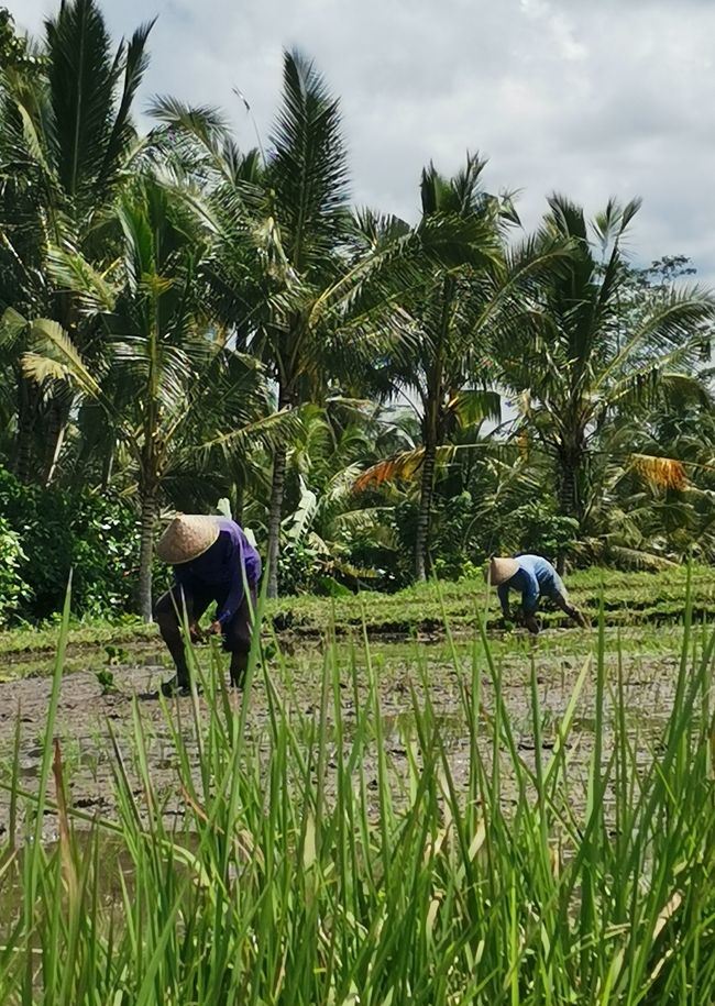 Bali - Reisfelder und Surfhotspot
