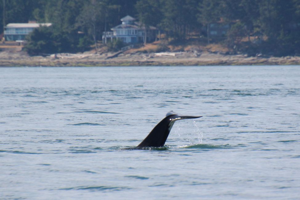 Observación de ballenas Eagle Wing