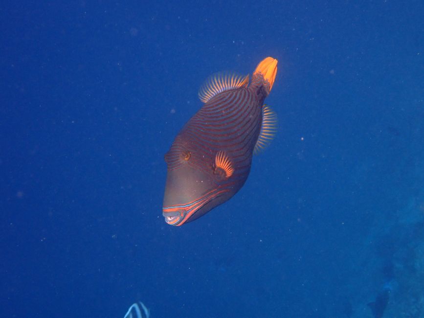 Orangestreifen-Drückerfisch / Orange-lined triggerfish