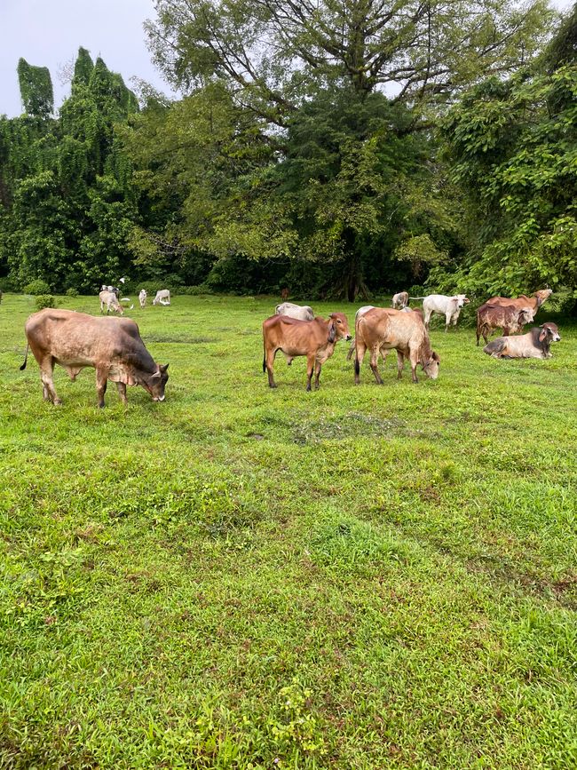 …über Rinderweiden…