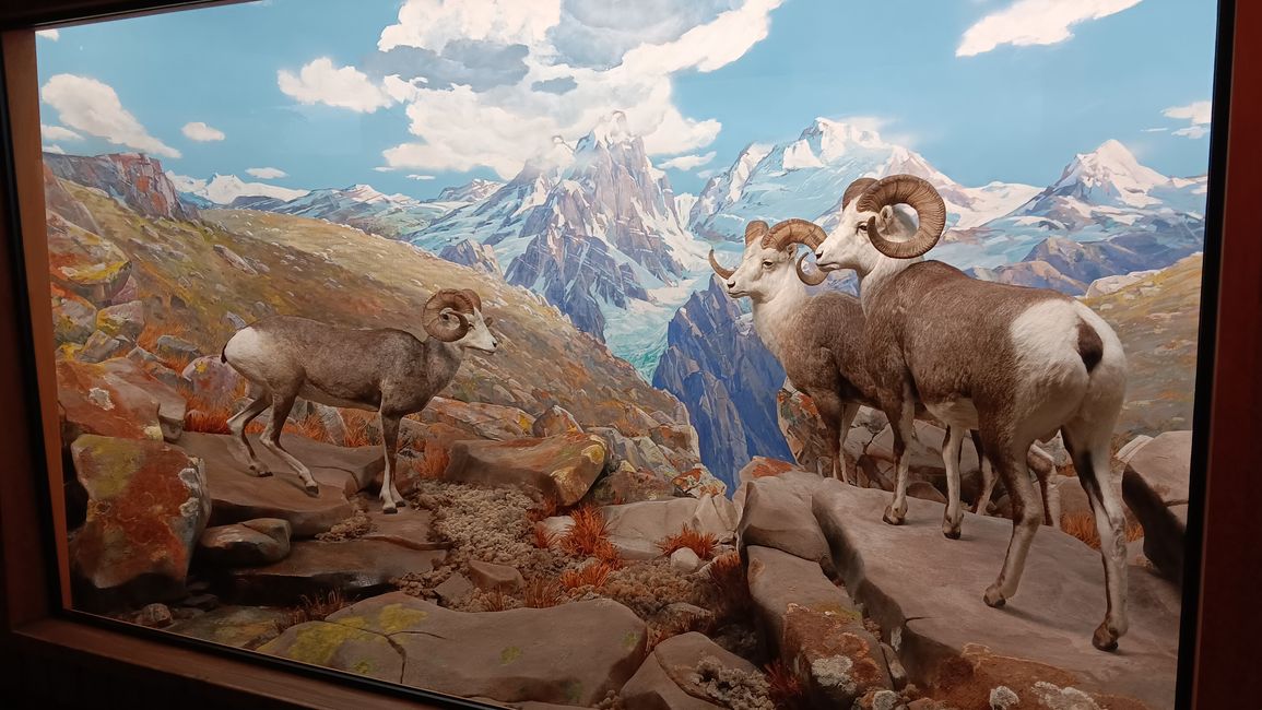 Museum of natural history I