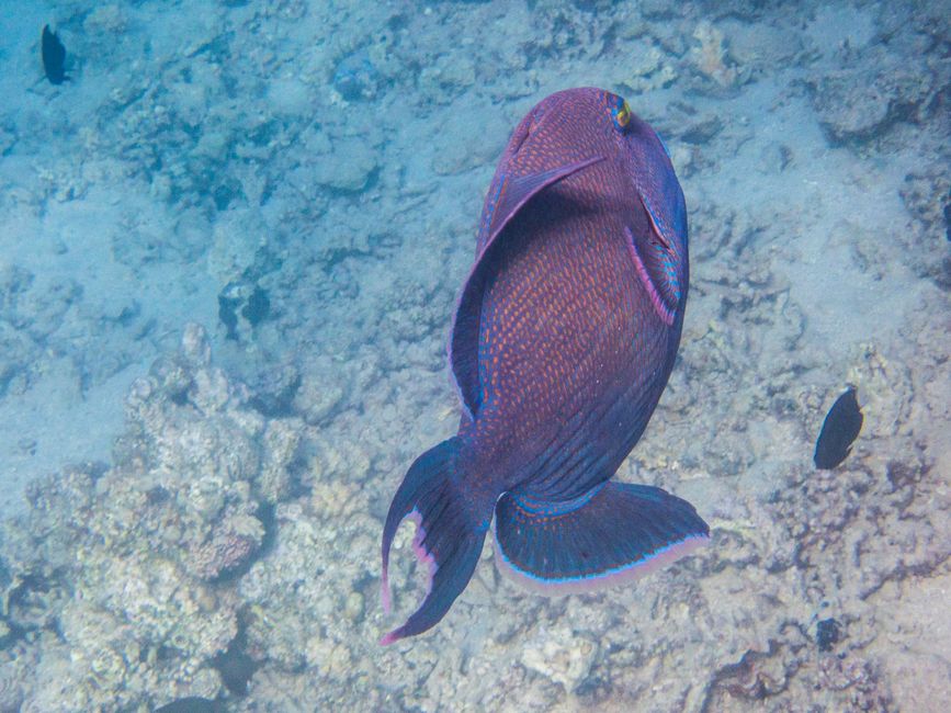 Poisson-perroquet à bandes bleues