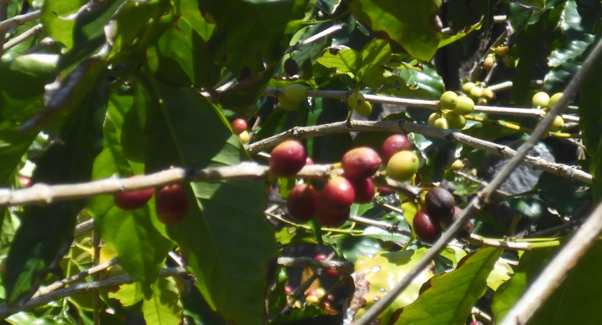 Kaffeebohnen 