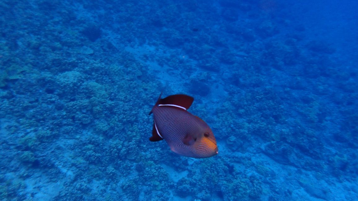 … und noch ein Fisch … vielleicht ein Humuhumu Ele’ele Schwarzer Drachen-Drückerfisch