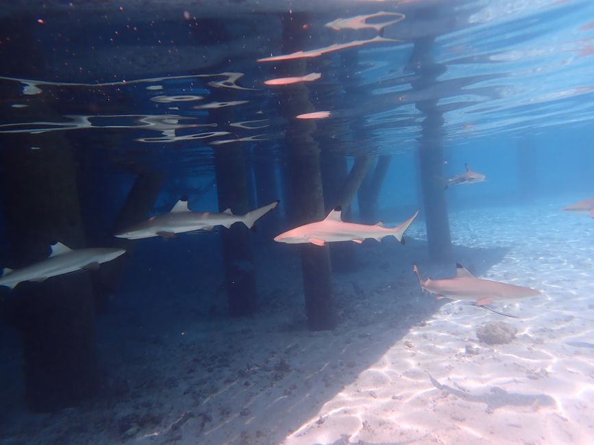 (Young) Blacktip reef sharks / (Subadult) Black tipped reef sharks