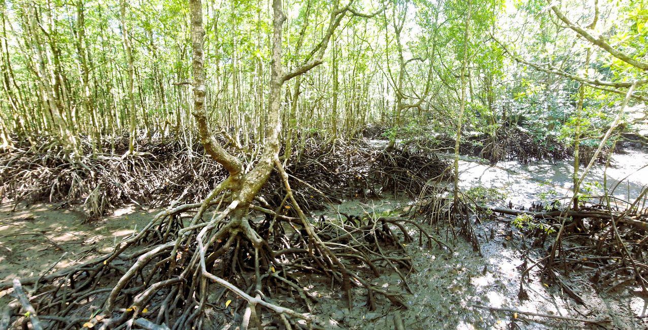 Kilim Forest Park