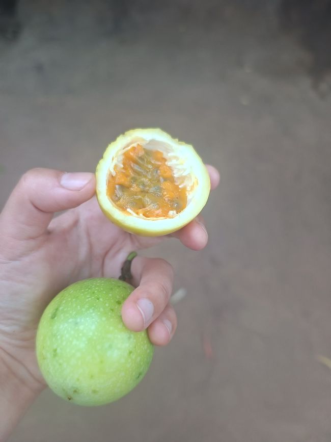 Botanischer Garten in Gondola