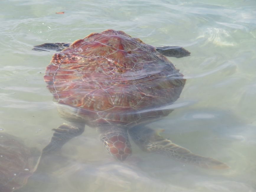 Tortue caouanne