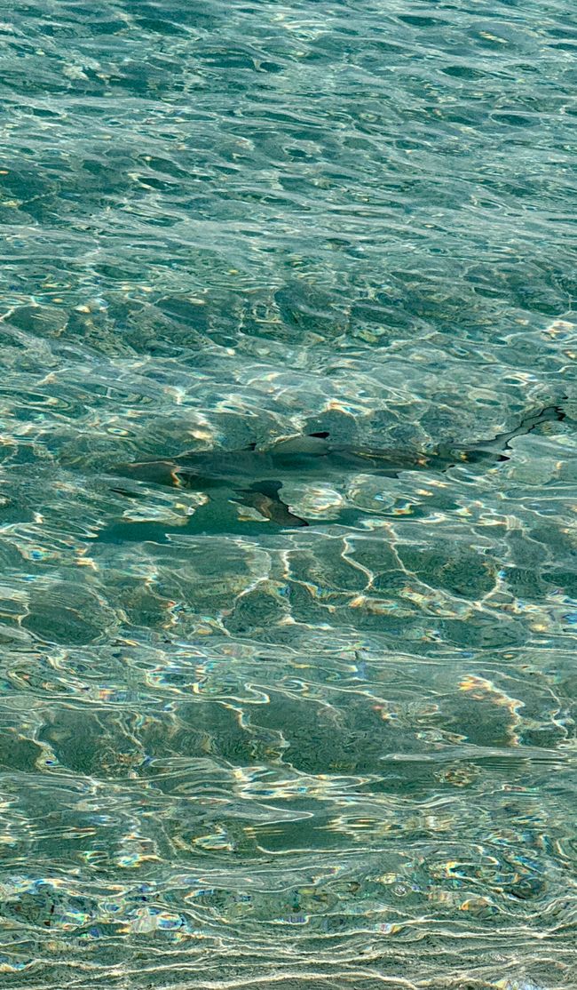 10 Días en Thundufushi - Un Viaje a Través de Aguas Azules, Jardines de Coral y Momentos de Quietud