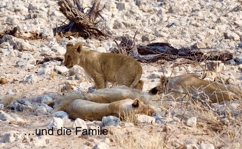 Etosha - Día de los Gatos