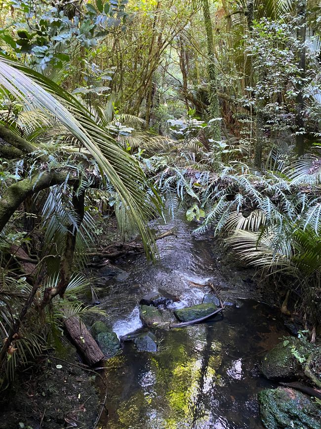 Ratapihipihi Scenic Reserve