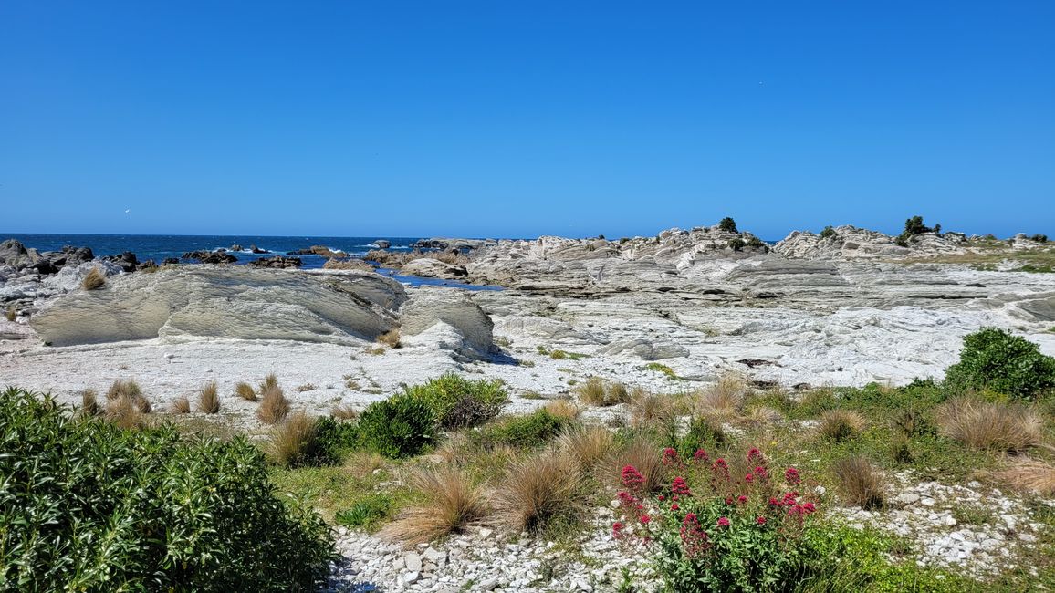 „Animal Watching“ in Kaikoura – Part Two (Seals, No Whales & Dolphins? - but Sheeps!)