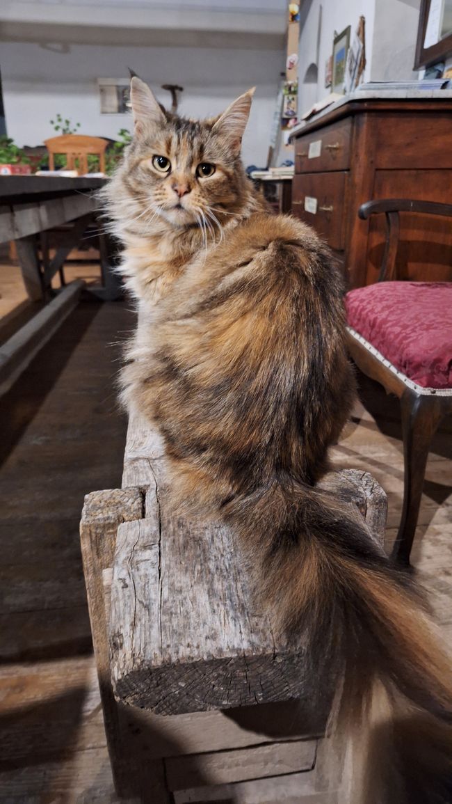 Die Hauskatze