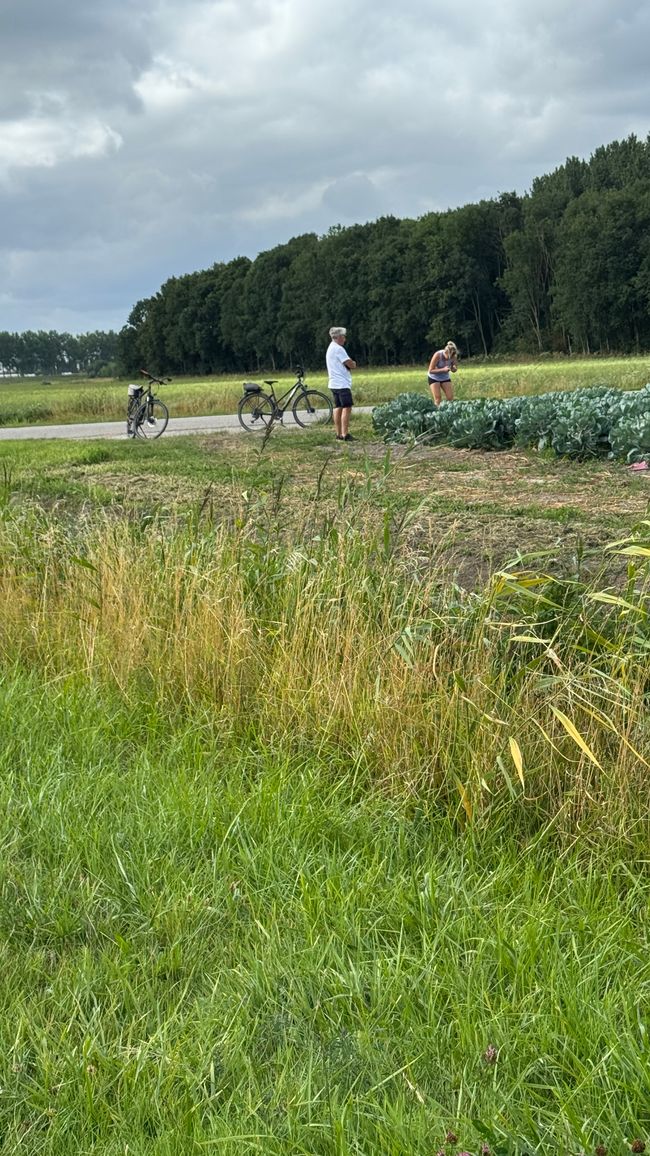 Voorne-Putten Pflanzenkunde