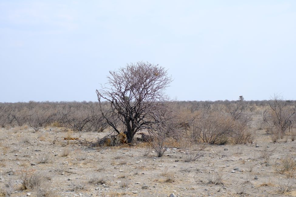 Etosha National Park 🐘🦒