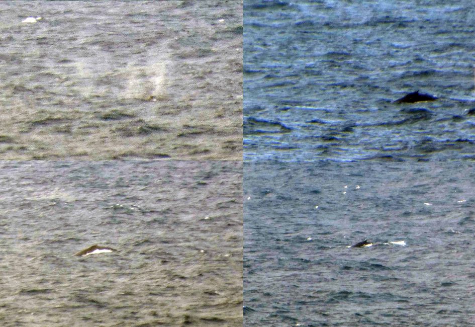 Wale in der Ferne