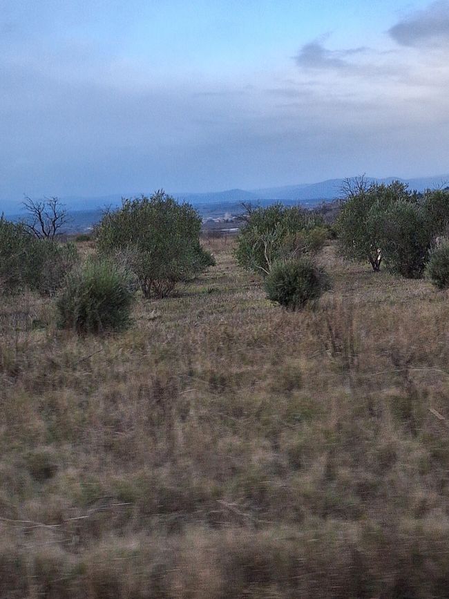 Olivenhain