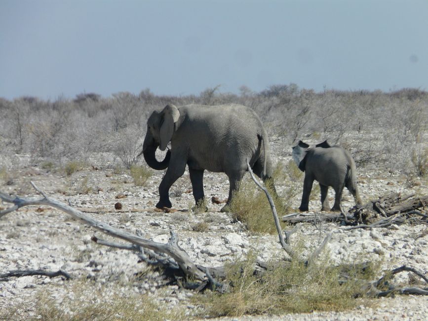 2. Etiqueta: Parque Nacional Etosha