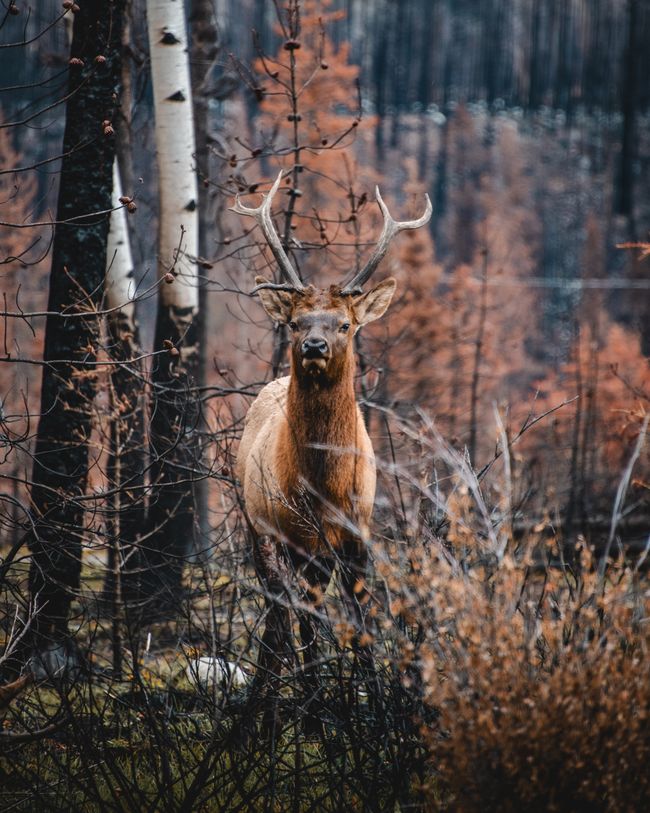 Road trip Lake Louise -> Jasper & the forest fire