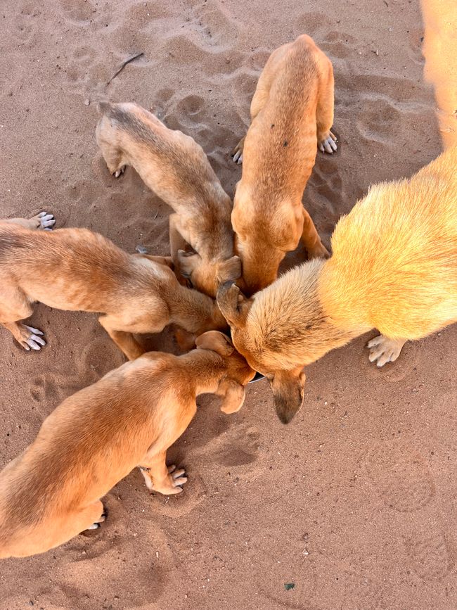 Feeding the dogs of Mirleft