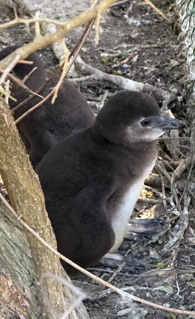 Mit Pinguinen am Ende der Welt