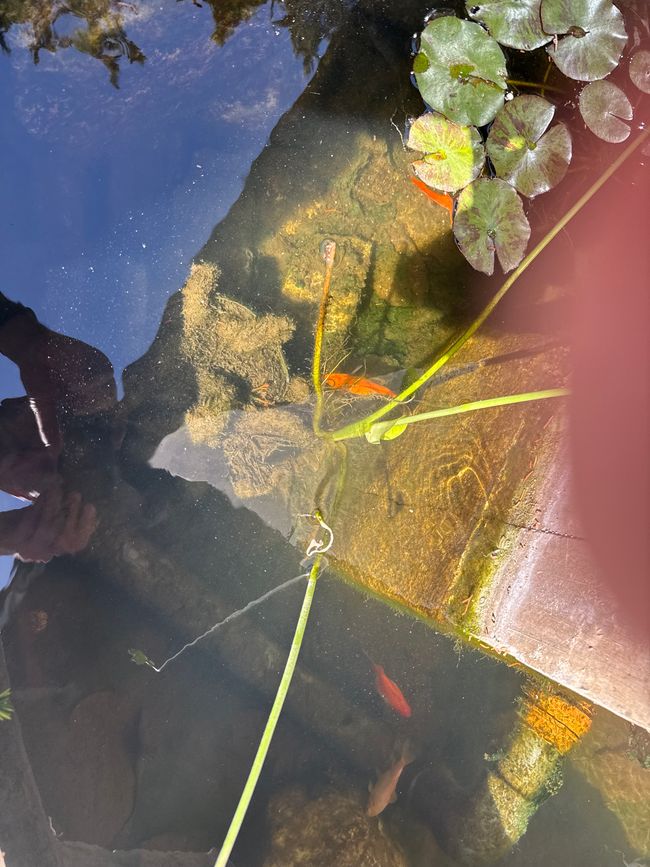 Tag 6-8: Tutto profondamente rilassato.