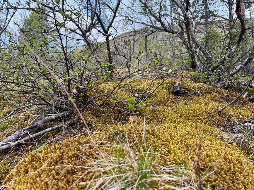 Laugarvatn 2