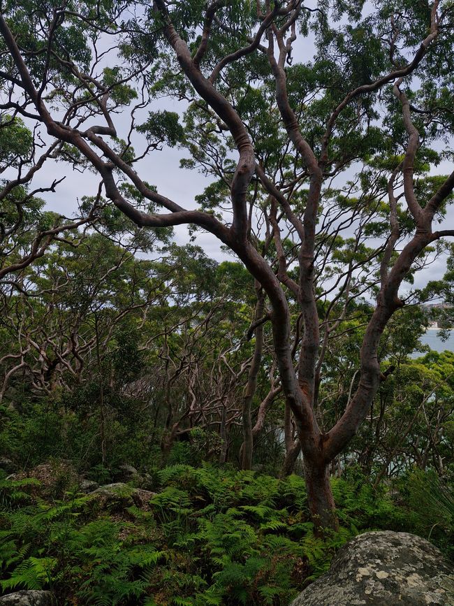 Arbres au bord du chemin