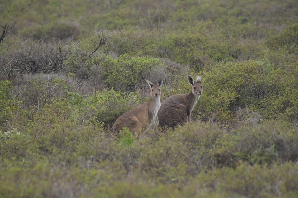 Kalbarri NP - Kangaroos / Kangaroos