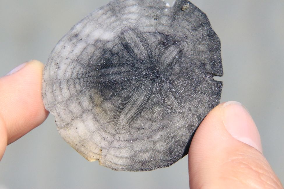 Sand Dollar