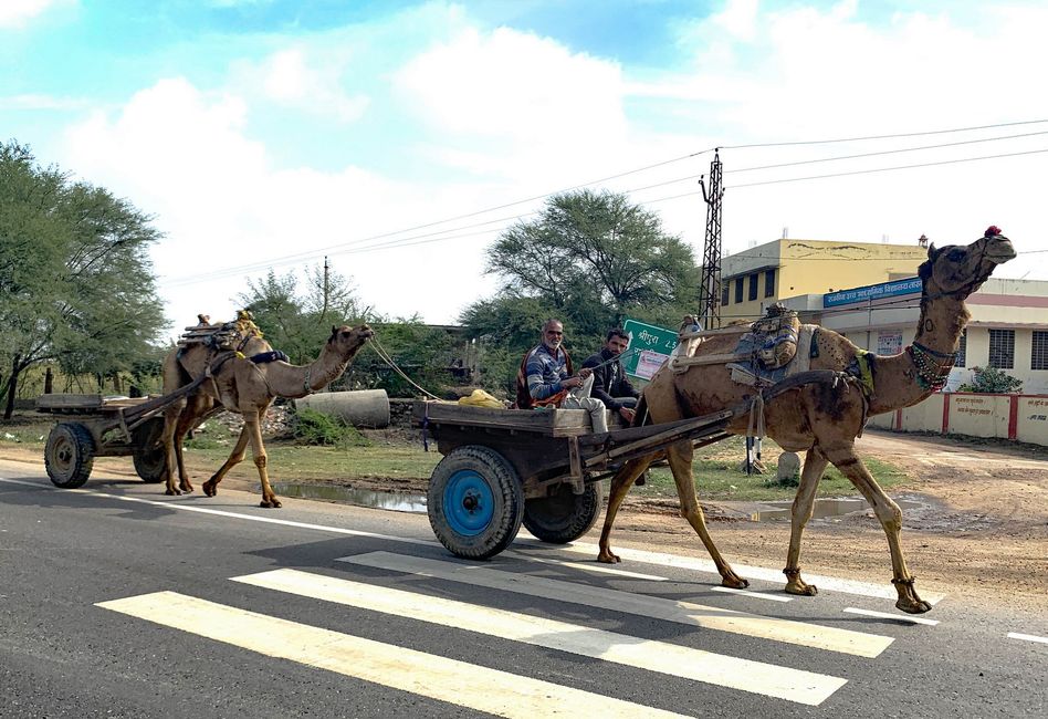 Camel Convoy