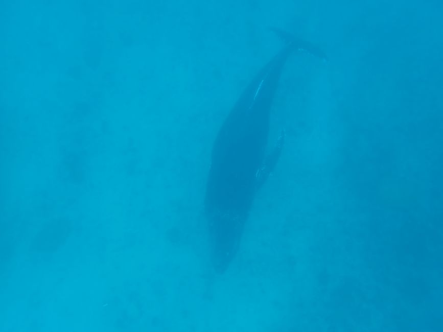 Snorkeling with Humpback Whale / Humpback whale swim