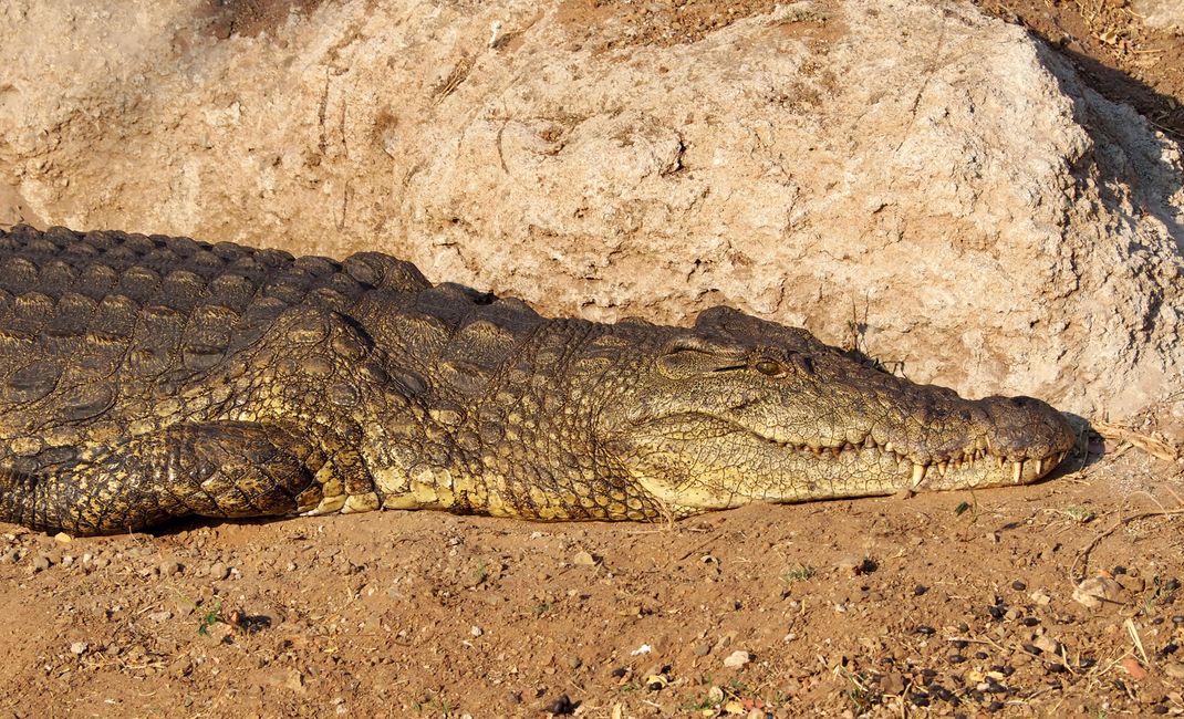 Botswana-comer y ser comido