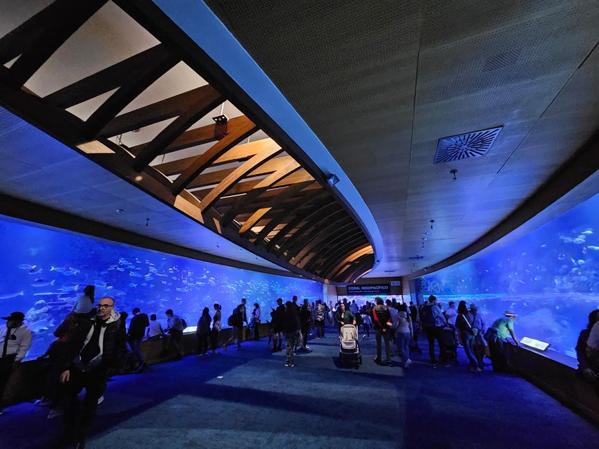2025 - Aprile - Valencia - Oceanogràfic