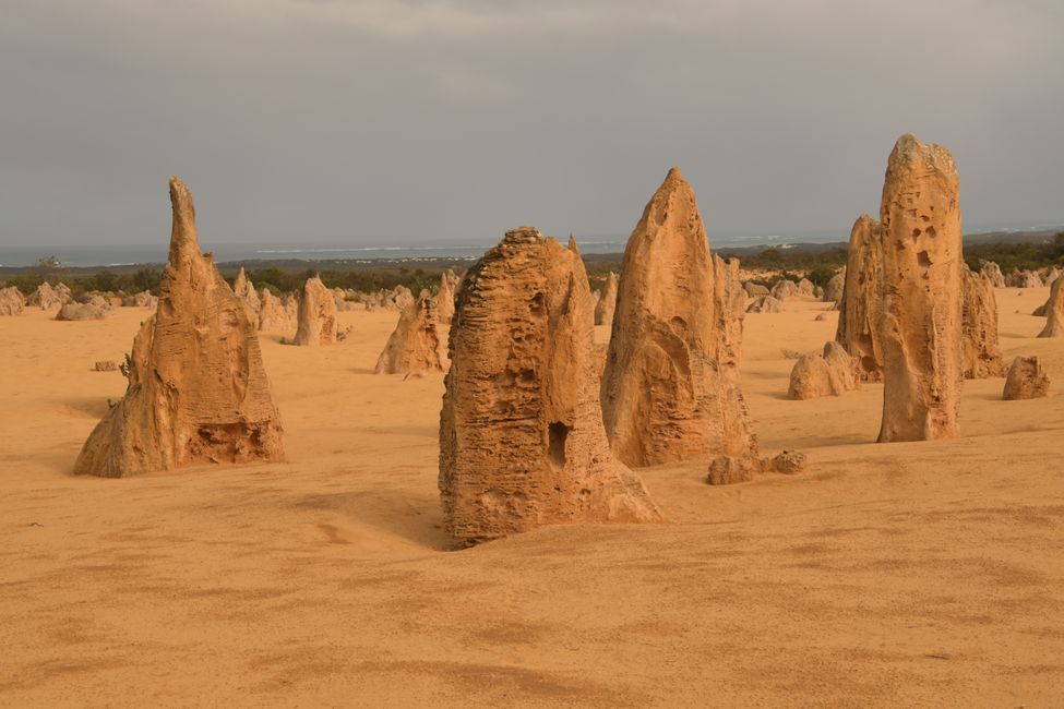 Nambung NP - Gesteins-Zinnen / Pinnacles