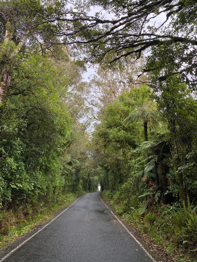 La carretera hacia el aparcamiento ya fue una aventura en la jungla.