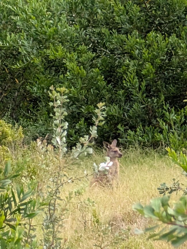 Canguro in natura