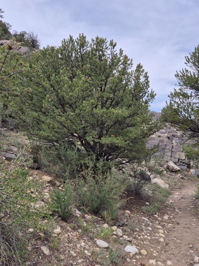 Am Arkansas River Trail