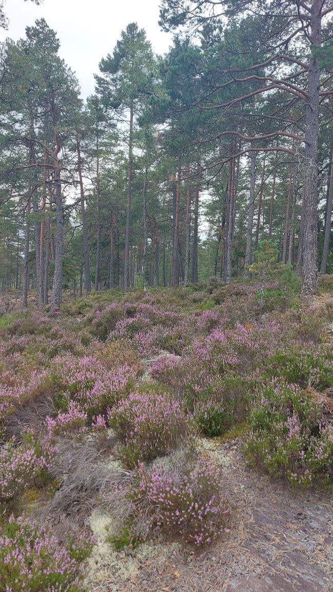 Halden – Tresticklans NP – Halden