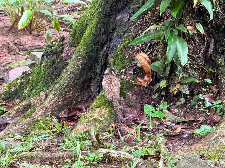 A small wild animal is climbing along the mossy roots of a large tree in a lush, damp forest. The scene feels quiet and natural, with wet leaves, ferns, and dense greenery all around.