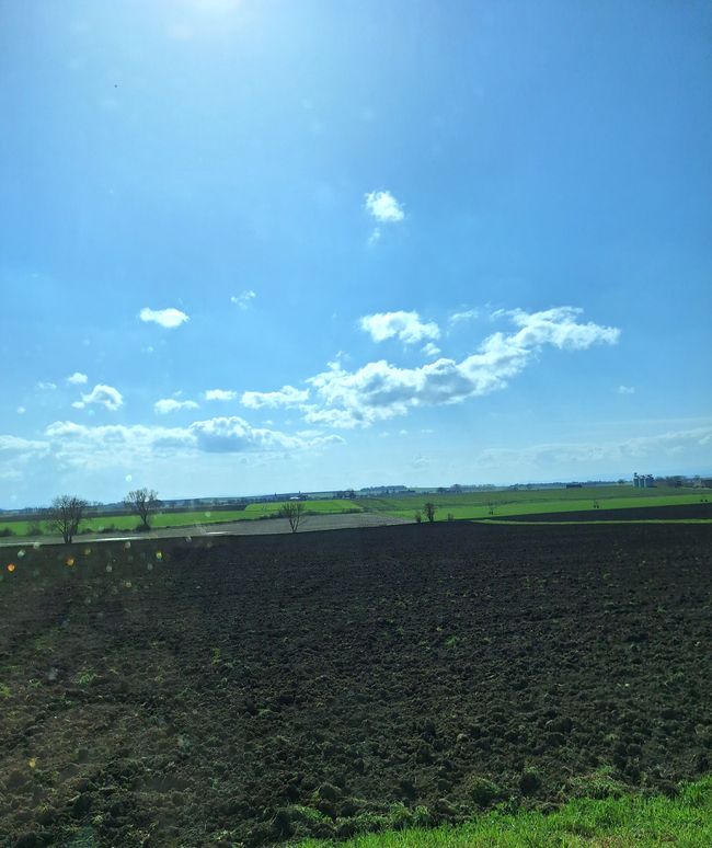 Pascolo di pecore