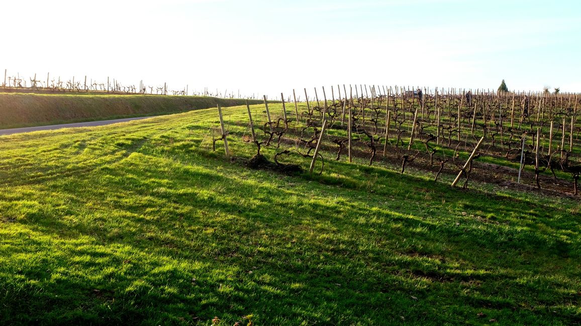 Die Weinreben der Region..