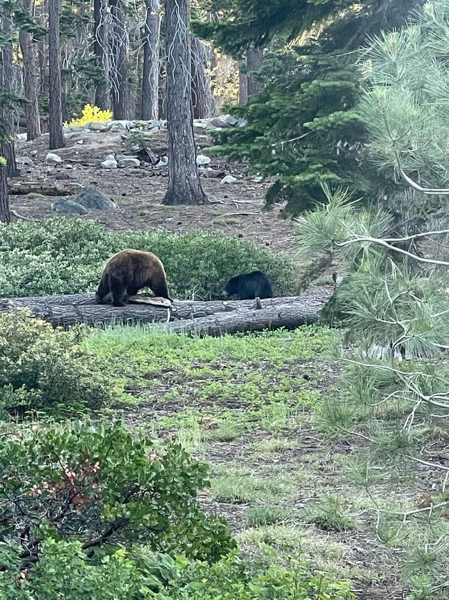 The bears 🐻