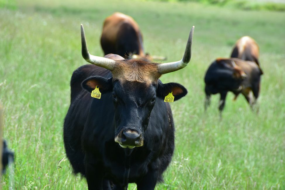 * * * S E C H T A S A F A R I - der Auerochsenweg
bei Bopfingen * * *