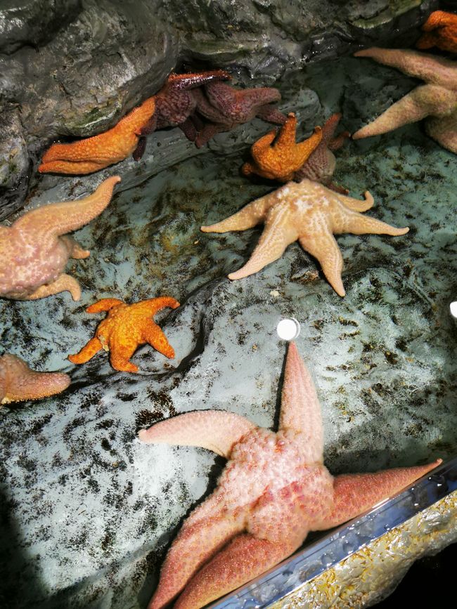 Estrellas de mar para tocar 